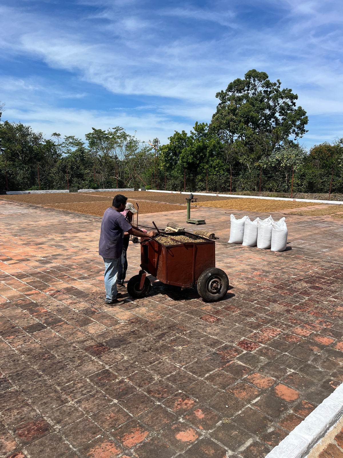 Honduras / Pacas / Dry Anaerobic Natural