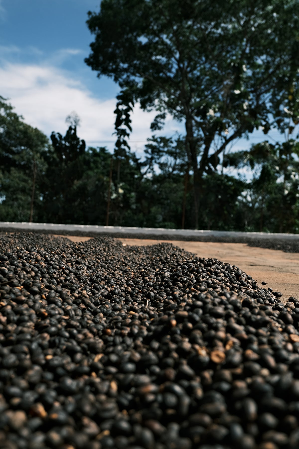 Honduras / Pacas / Dry Anaerobic Natural