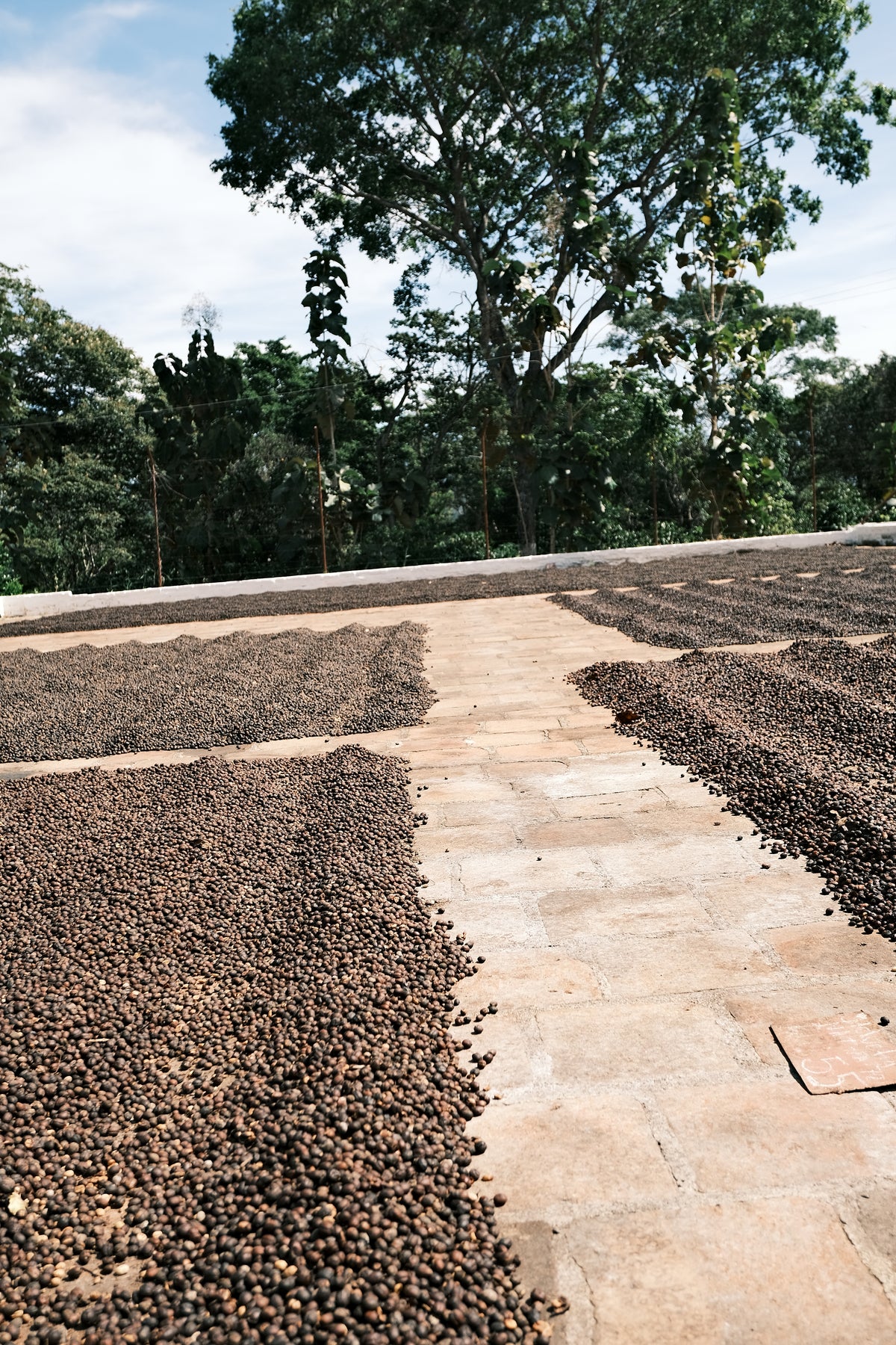 Honduras / Pacas / Dry Anaerobic Natural