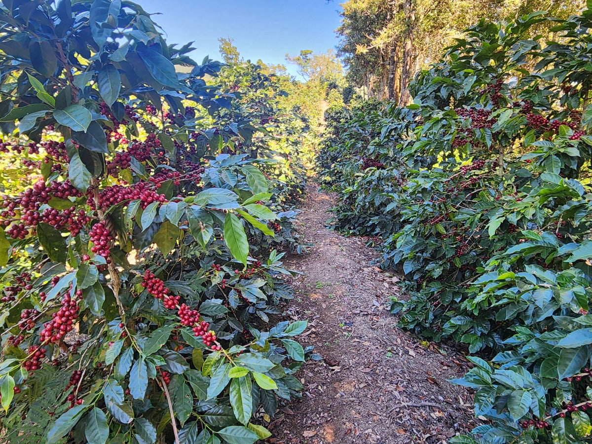 Honduras / Pacas / Dry Anaerobic Natural