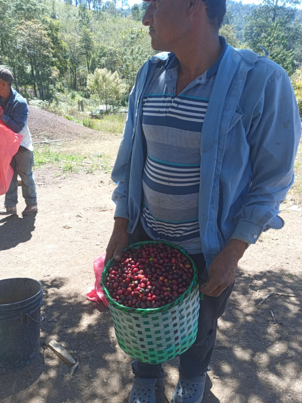 Honduras / Pacas / Dry Anaerobic Natural